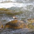 Cincle plongeur sur l’Adour